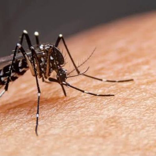 Goiás registra 75 mortes por dengue em 2026; sorotipo 3 preocupa autoridades de saúde