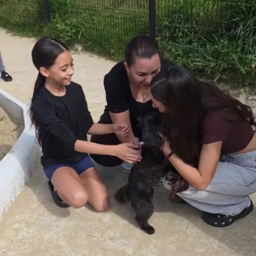 Cadela furtada há sete meses reencontra a família após vídeo de resgate viralizar