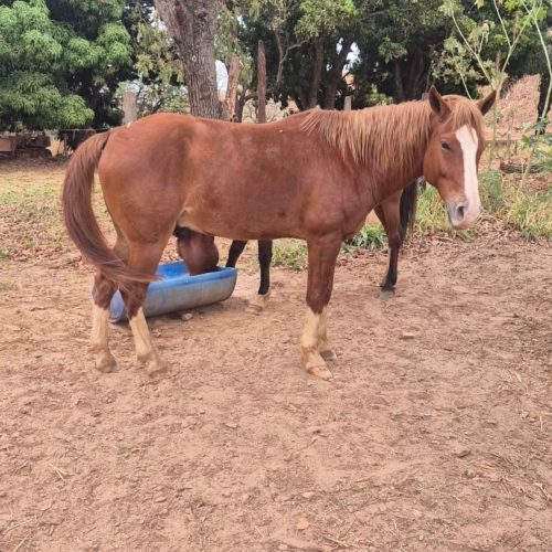 Animais de grande porte soltos recolhidos pela UVZ no Setor Paraíso, em Senador Canedo
