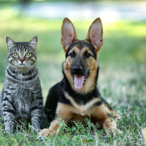 Governo lança RG digital para cães e gatos visando proteção e combate ao abandono