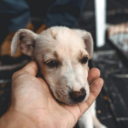 Feira de Adoção de Pets leva esperança e novos lares a cães resgatados em Goiânia
