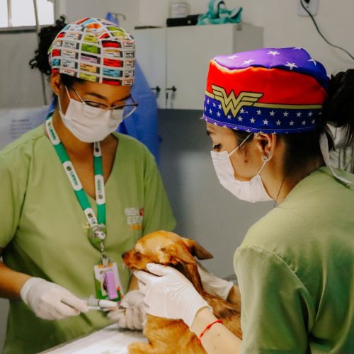 Senador Canedo ultrapassa 3 mil castrações e reforça ações de proteção animal