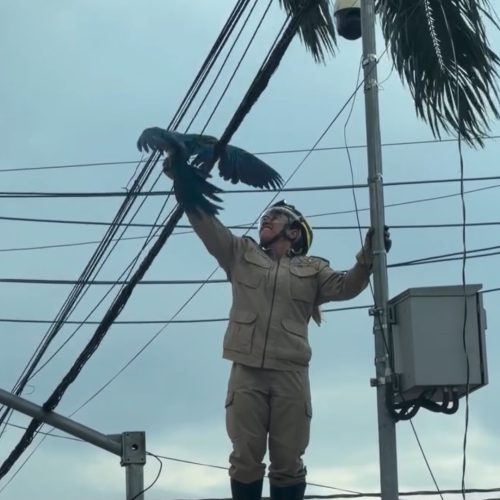 Bombeira resgata arara na Avenida Goiás, em Goiânia, e vídeo viraliza nas redes
