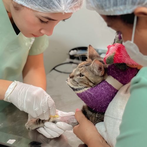Faltas em consultas e castrações prejudicam atendimentos de animais em Senador Canedo